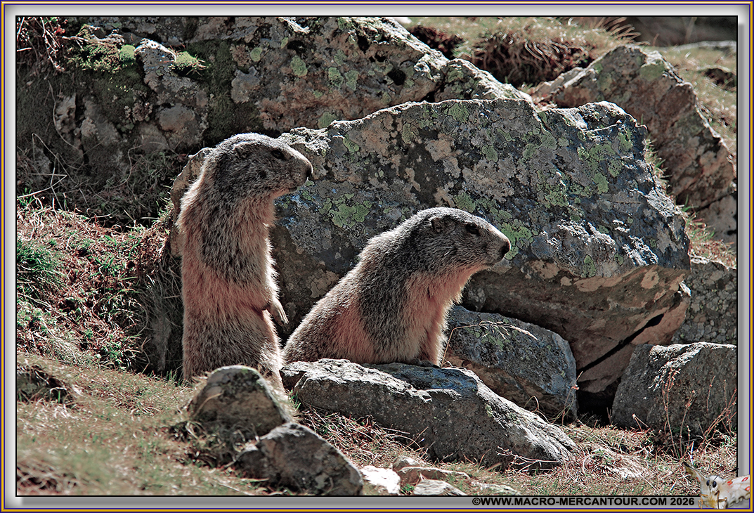 MARMOTTES